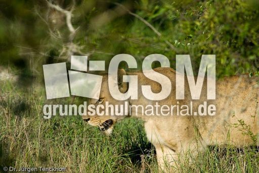 Löwen (38 von 69).jpg